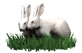 b019.gif